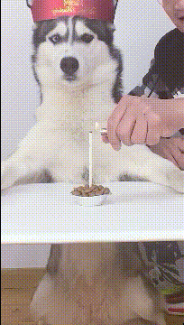 狗子：我希望明年蜡烛下面是一个蛋糕
