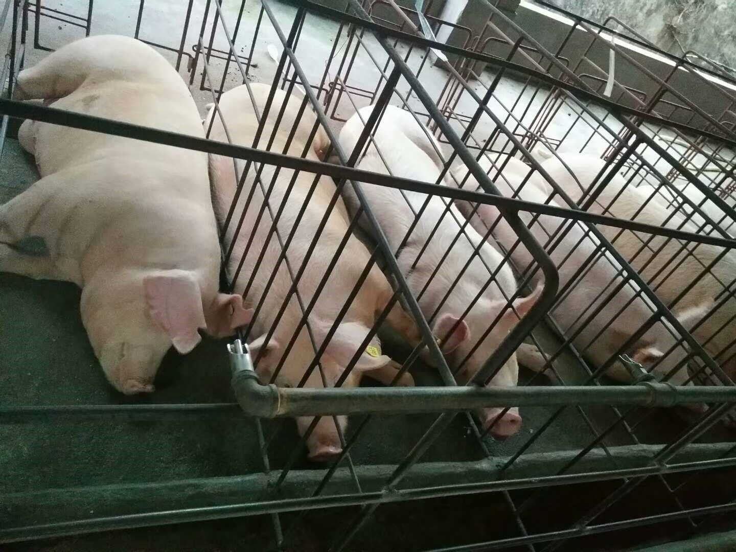 地板也是母猪产床非常重要的一部分 养猪设备|环境控制器 尽在临沂普惠农牧