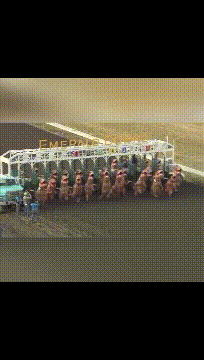 精品gif：原来乌龟是这样打架的啊！涨知识了！