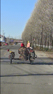 精品gif：原来乌龟是这样打架的啊！涨知识了！