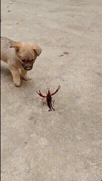 精品gif：原来乌龟是这样打架的啊！涨知识了！