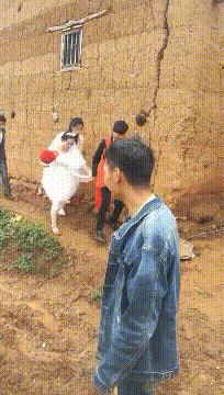 精品gif：原来乌龟是这样打架的啊！涨知识了！