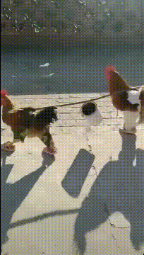 搞笑动图：熊孩子这眼神，长大了有前途