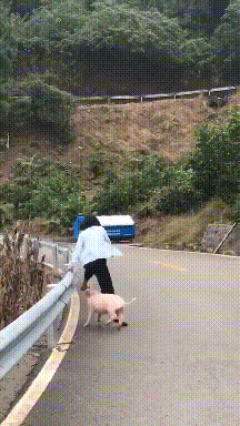 搞笑动态图：活了三十年，今天终于被猪拱了
