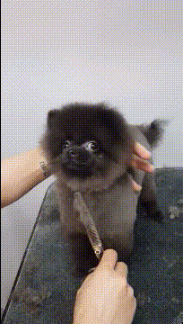 GIF：表白新技能，赶紧拿去表白吧！