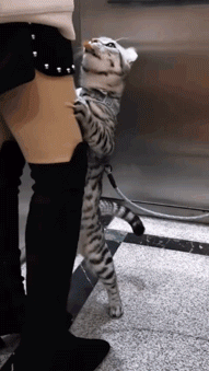 漂亮美女GIF 妹子生活肯定很幸福 - 第2页 段子精选 第3张