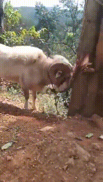 爆笑GIF：只想知道是新郎还是伴郎！