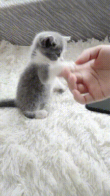 搞笑动图GIF:大哥吃不吃啊,要是吃的话,给个痛快!