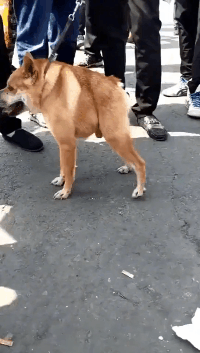 爆笑动图GIF:新一代鸭王出场,必定四射光芒!