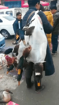 爆笑动图GIF:新一代鸭王出场,必定四射光芒!