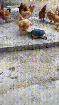爆笑动图GIF：这是什么情况，传说中的霸王别姬