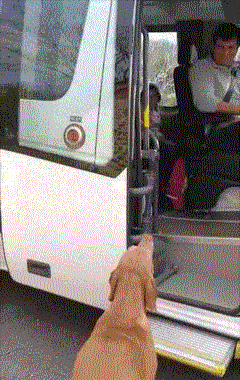 搞笑GIF：小样，你就从了我吧！