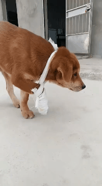 搞笑GIF：老二的日子也不好过啊！！