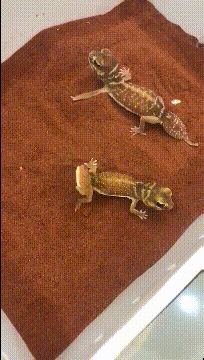 搞笑GIF：老二的日子也不好过啊！！