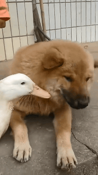 搞笑GIF：老二的日子也不好过啊！！