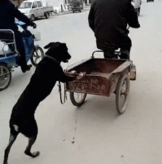 搞笑动态趣图：鱼竟然也会生气！