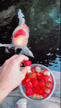 搞笑动态趣图：鱼竟然也会生气！