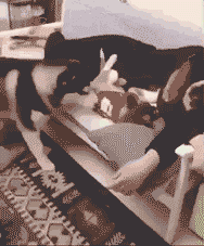 搞笑动态图：嫉妒使狗子六亲不认！