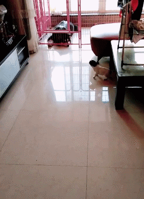 搞笑动态图：嫉妒使狗子六亲不认！