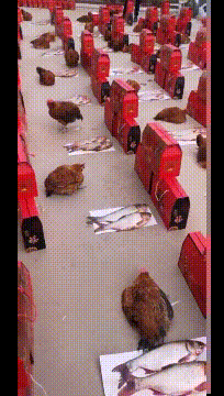 爆笑GIF动态图：小羊打到了出猪车！