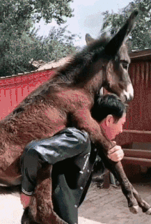 搞笑GIF动态图：我有一只小毛驴，我从来也不骑！