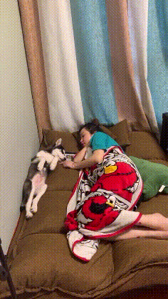 很搞笑的GIF图片:自从有了狗,再没上过老婆床