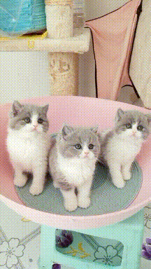 搞笑动图图片:刺猬上厕所!