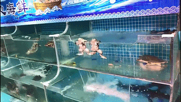 搞笑动图图片:刺猬上厕所!