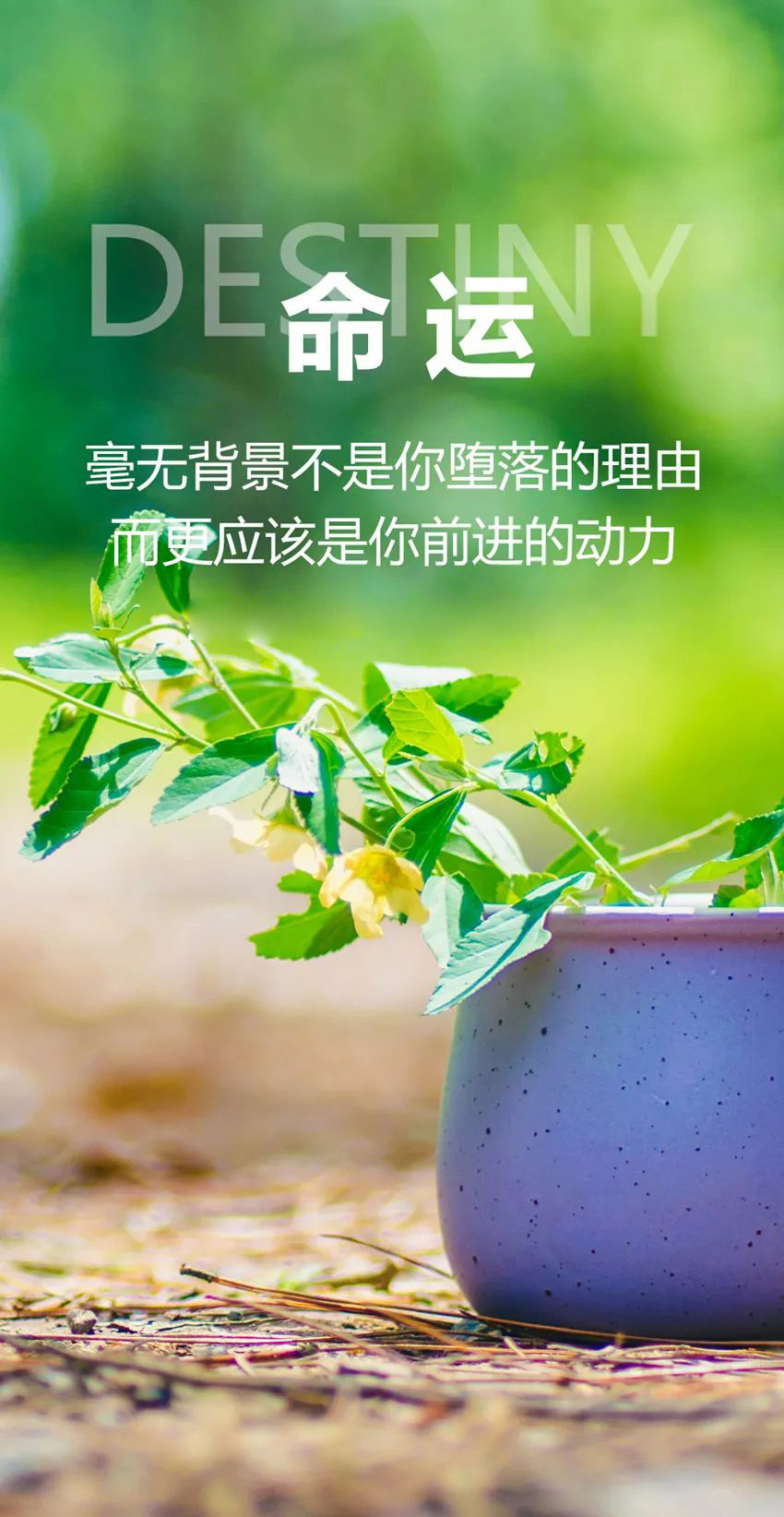 适合早上发朋友圈的正能量日签图片带字，阳光向上，出类拔萃