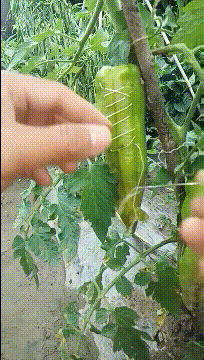 搞笑的动图图片：这个coser大概有病