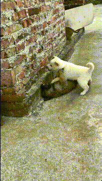 爆笑的GIF动图:还有这种操作?我猜他在脑补!