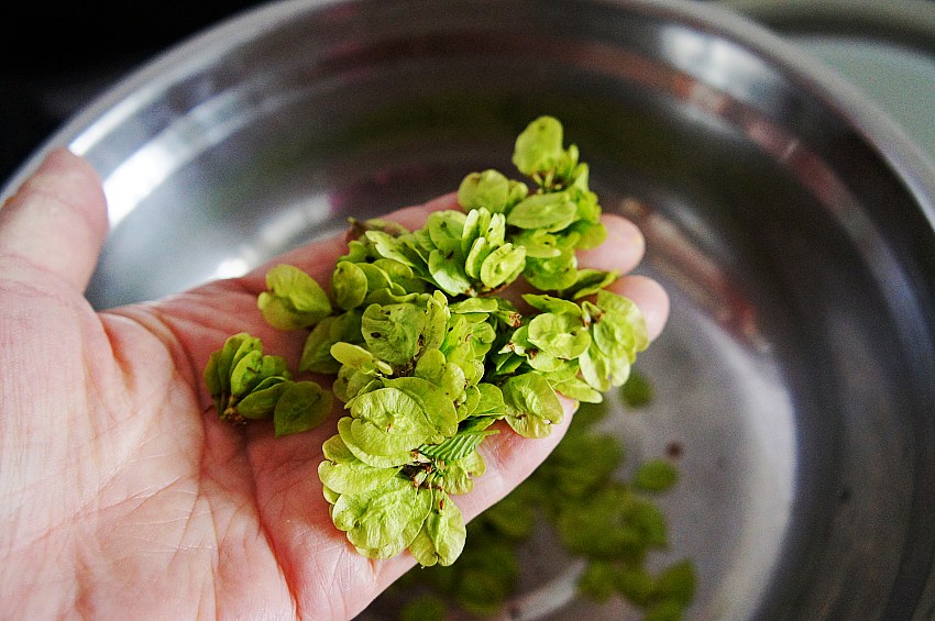 荠菜婆婆丁靠边站，它才是野菜之王，简单一蒸柔嫩清香，太好吃了