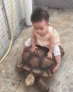 谁说乌龟不会翻身的 爆笑的动图：