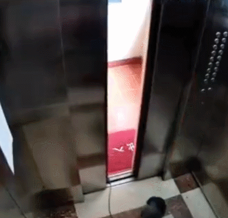 GIF：电梯突然下降，狗子被直接吊起！
