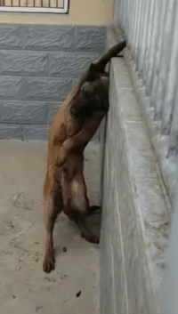 爆好笑的GIF:公司活动!好想体验体验!