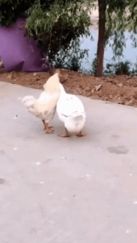 爆好笑的GIF:公司活动!好想体验体验!