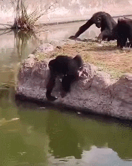 爆好笑的GIF:公司活动!好想体验体验!