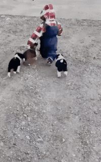 搞笑动图GIF图片:能不能给介绍一下,我也不想努力了