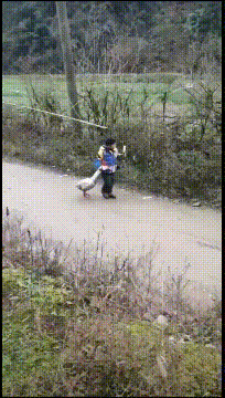搞笑动图GIF图片:能不能给介绍一下,我也不想努力了