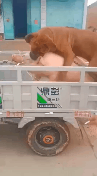 笑死人的GIF图片:爸爸带娃,每一个爸爸都是坑!
