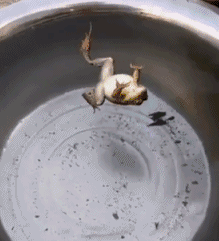 笑晕过去的GIF:好好的婚礼被搞成这样,求新郎心理阴影
