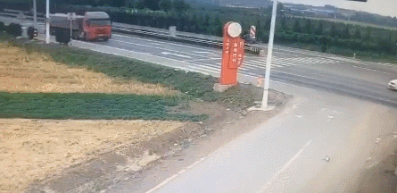 搞笑动图GIF:有奶便是娘,找拉布拉多给小老虎当奶妈!