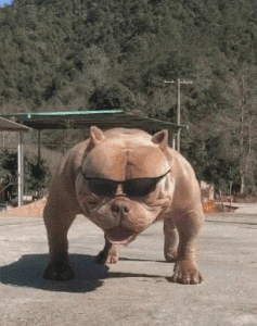 吵笑GIF图主角：狗狗能达到这种气质，真是无敌了！