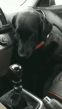 爆笑GIF动图：等等再开车，我的安全带呢？