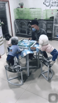 好好笑的GIF:最性感电臀不接受反驳