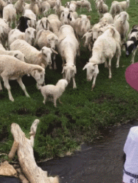 好好笑的GIF:最性感电臀不接受反驳