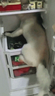 好好笑的GIF:最性感电臀不接受反驳