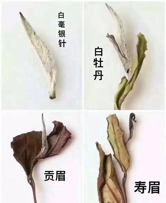 白茶十大品种图片