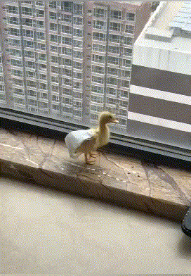 搞笑动图:这年头生娃就是来玩的!