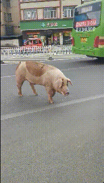 笑痛肚子的GIF图片:狗生太难了,可是我又不敢跳!